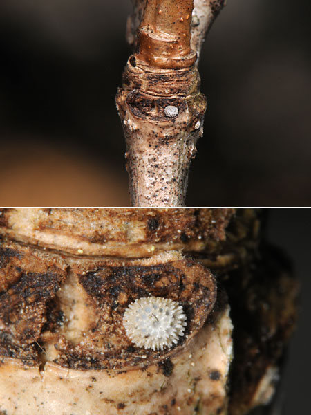 ミズイロオナガシジミの卵