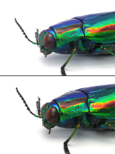 マクロレンズ2、シグマ105、150マクロ