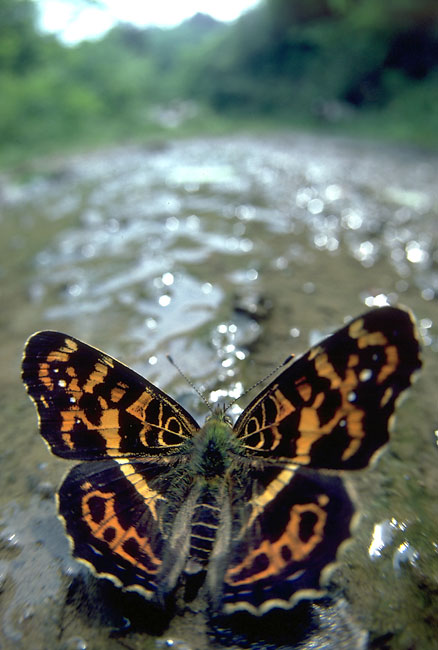 サカハチチョウ（1980年）