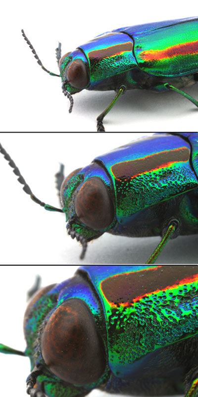 マクロレンズ3、シグマ50mmマクロ