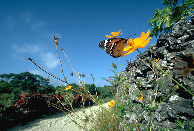 カバマダラ（1981）