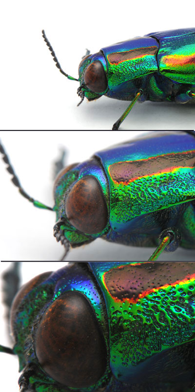 マクロレンズ4、マイクロニッコール105mm