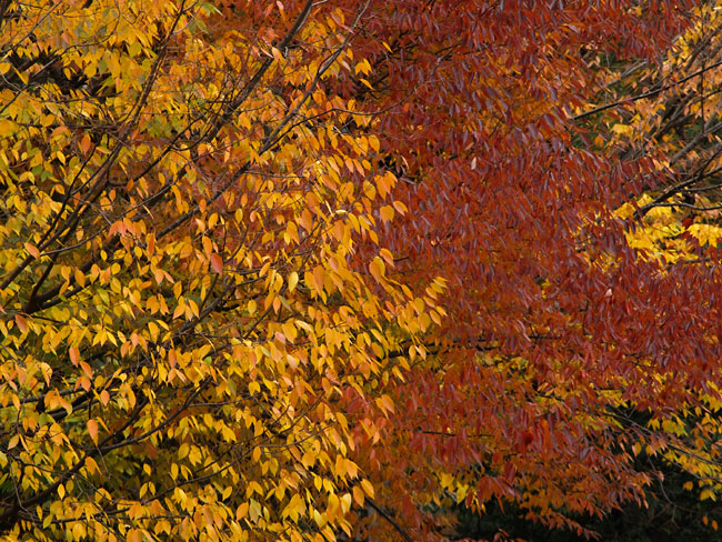 事務所の窓からの秋