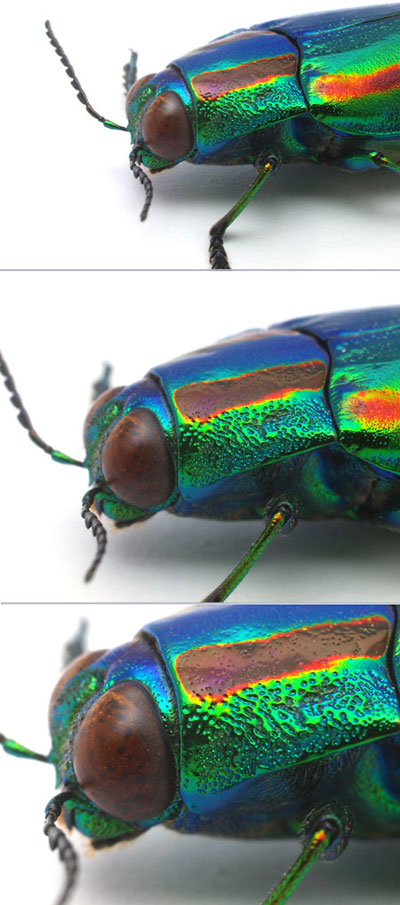 マクロレンズ6、オリンパス50mmマクロ