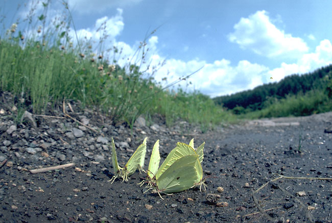 スジボソヤマキチョウ（1981）