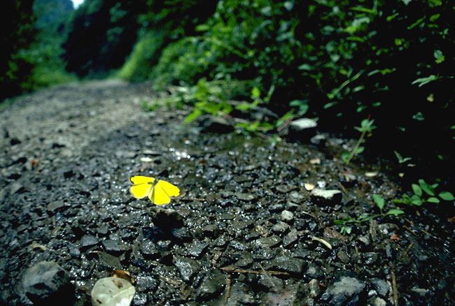 キチョウ（1982）