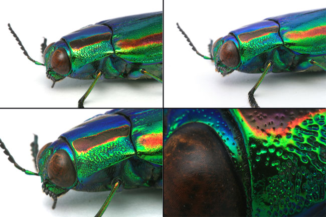 マクロレンズ7、キヤノンMP-E65、100マクロ、シグマ70マクロ