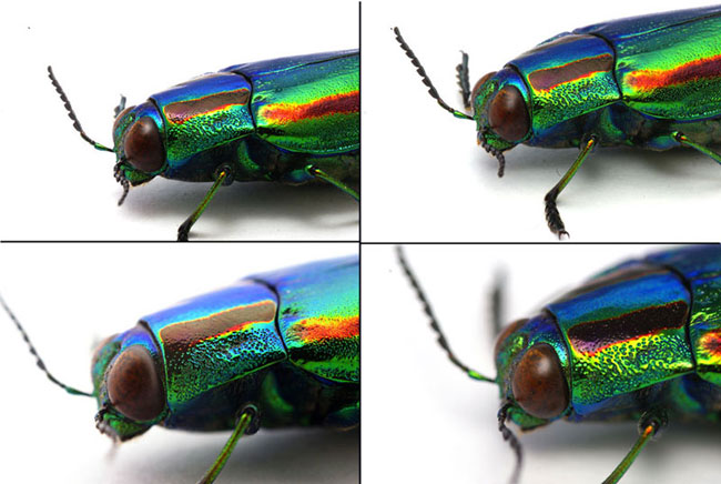 マクロレンズ8、ミノルタ50、100mmマクロ
