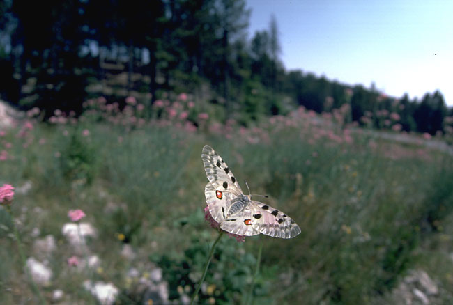 アポロチョウ（1984　フランス）