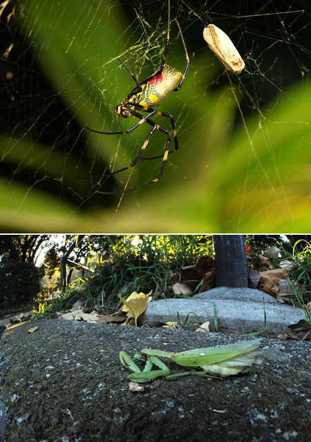 カマキリとクモ