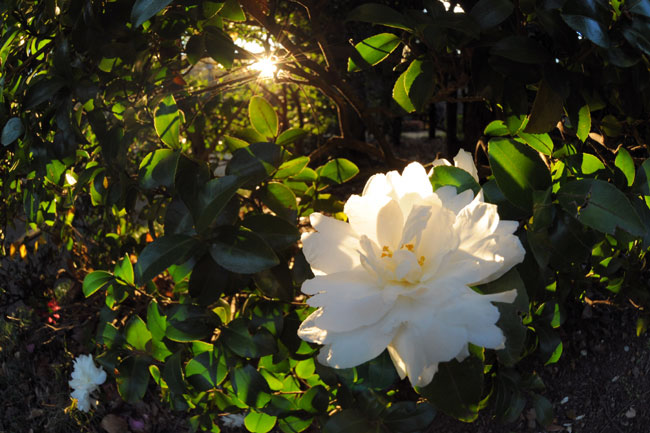 新しいカメラ　ニコンD3