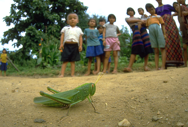 バッタと少年（1986　タイ）