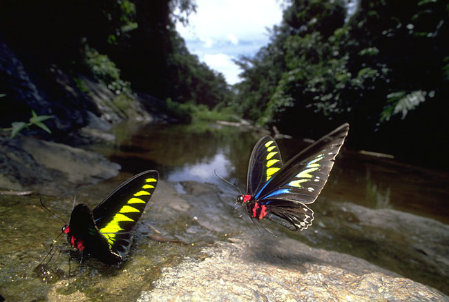 アカエリトリバネアゲハ（1987　マレーシア）