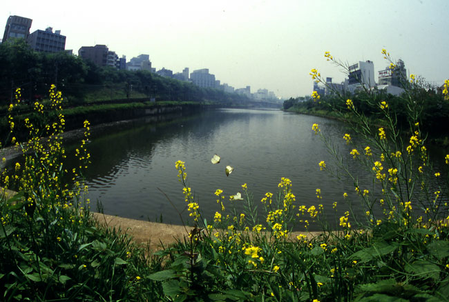 モンシロチョウ（1988）