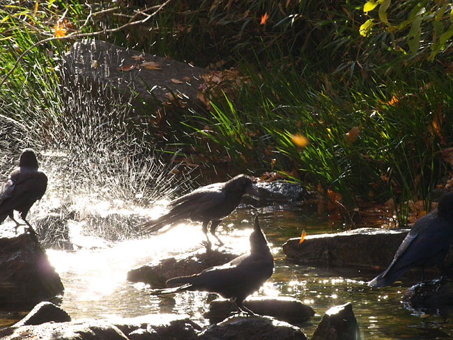 カラスの行水2