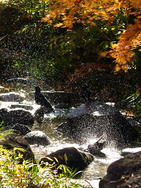 カラスの行水1