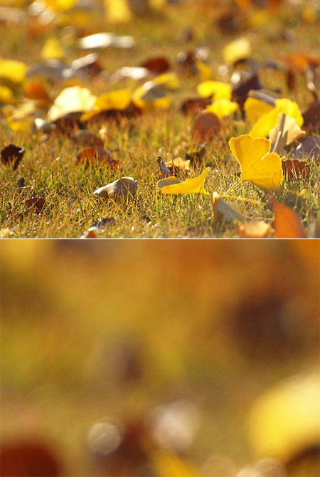 イチョウの落ち葉