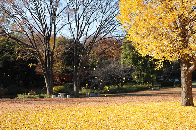 イチョウ散る