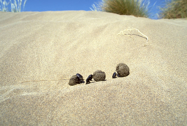 ナカボシタマオシコガネ（1990　フランス）