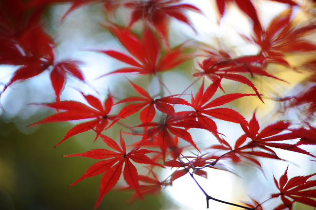 モミジ(D3　50mm開放）