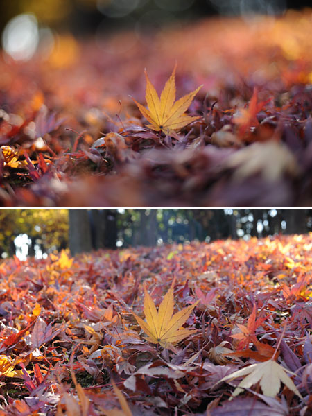 モミジの落ち葉（D3　50mmF1.4とF16）