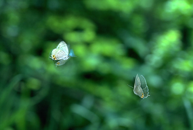 メスアカミドリシジミ（1990）
