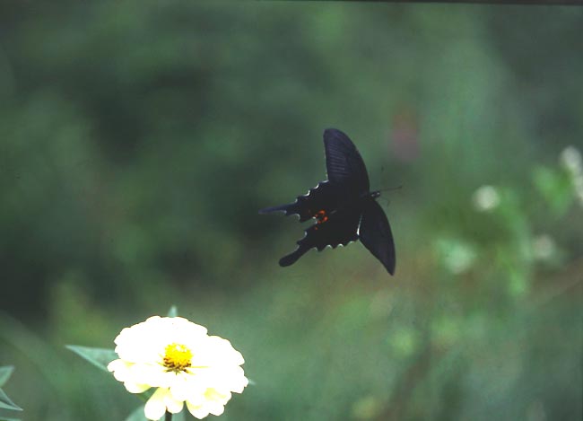 オナガアゲハ(1991)