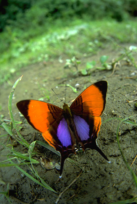 ムラサキツルギタテハ（1993　コスタリカ）