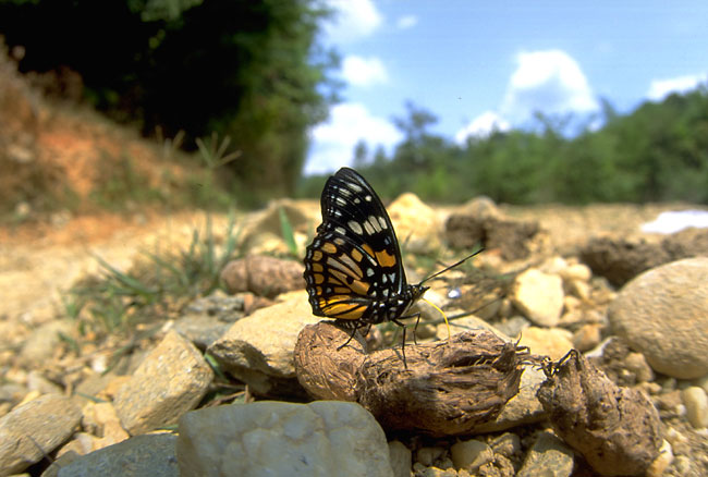 キゴマダラ（1993　ラオス）