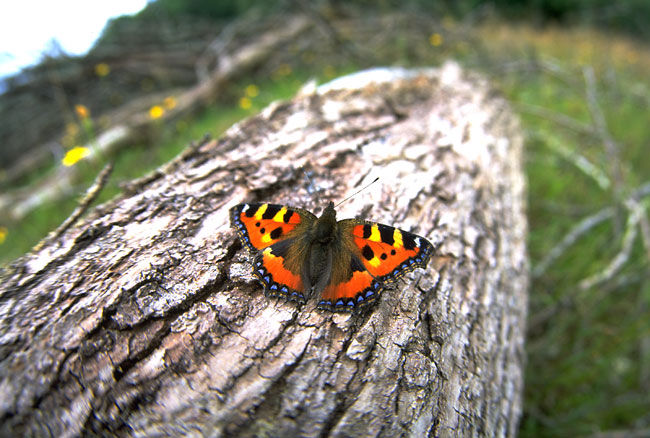 コヒオドシ（1994　フランス）