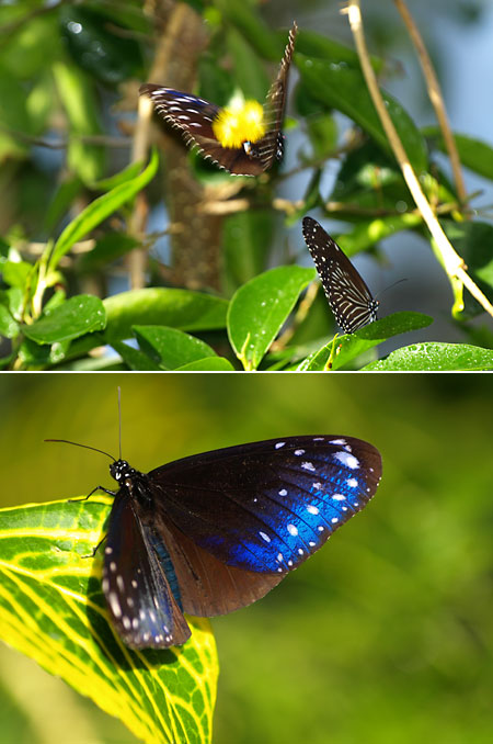 ツマムラサキマダラの求愛(伊丹市昆虫館）