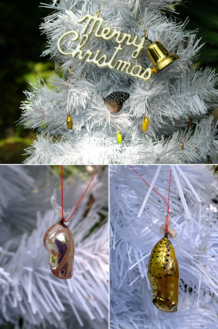 いたこんでフォトコン