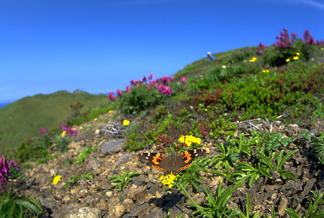 アカタテハ(1995）