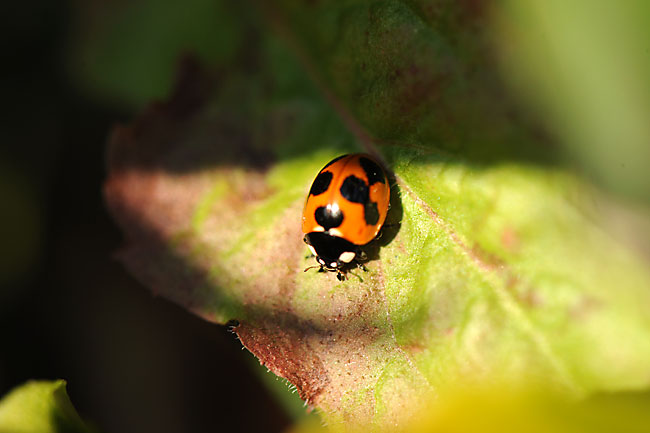 ナナホシテントウ