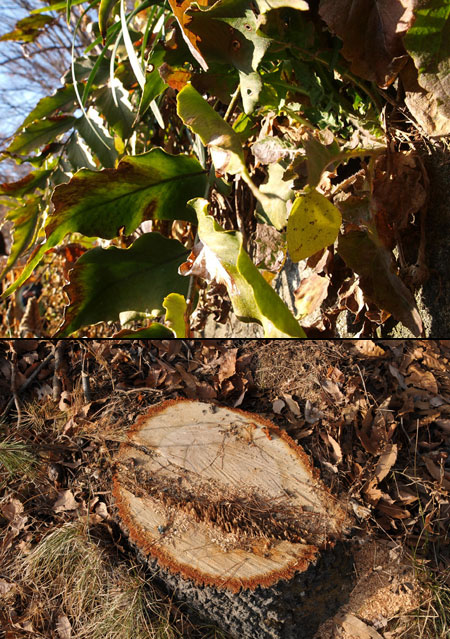 キチョウの越冬
