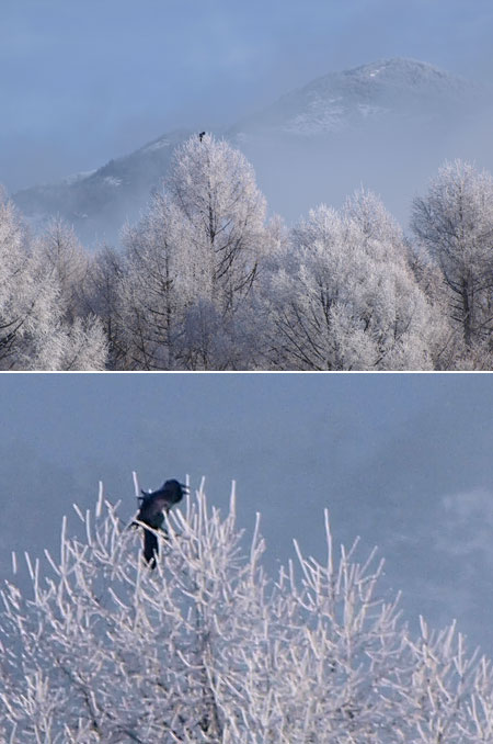 カラスが一羽（普及レンズの解像感）