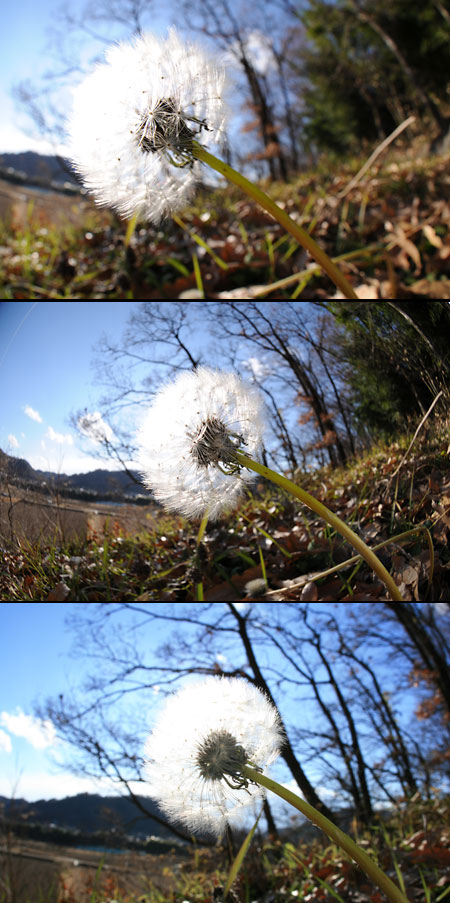 シグマ10mm F2.8 EX DC Fisheye HSM(タンポポの綿毛）