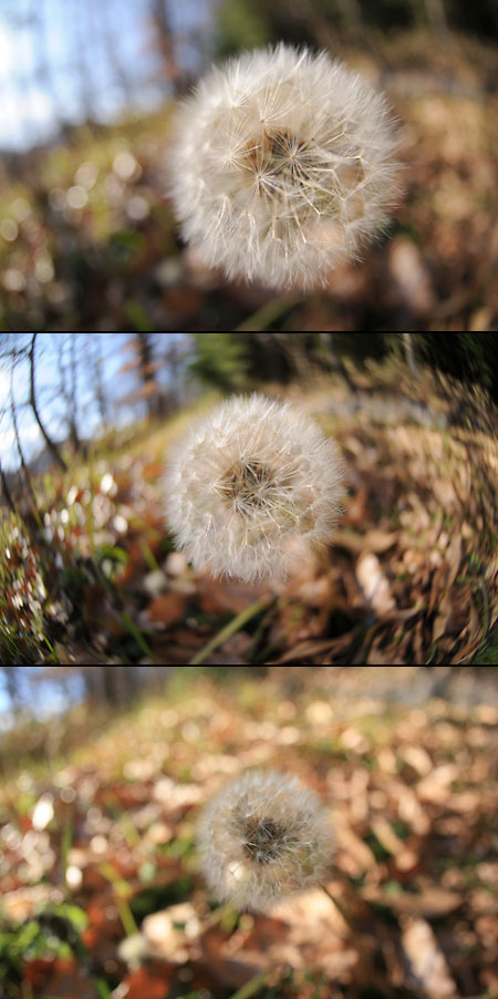 タンポポの綿毛２