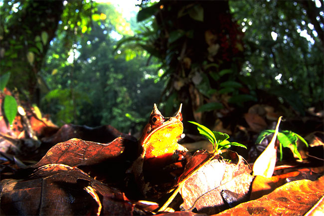 コノハガエル（1996　マレーシア）