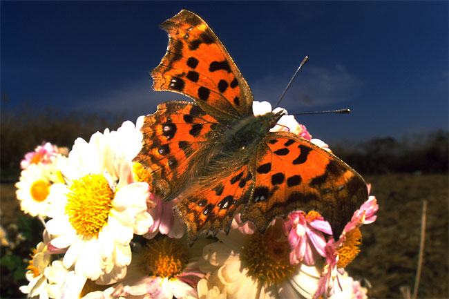 キタテハ（1999年）