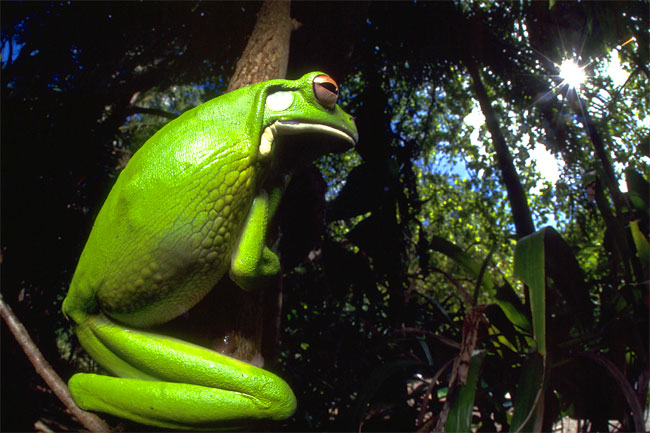 ホワイトリップツリーフロッグ（2000年　オーストラリア）