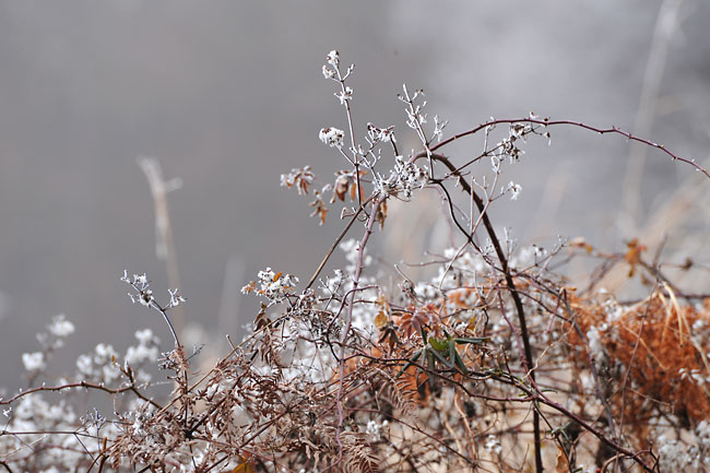 霧氷（D3　70-300VR）