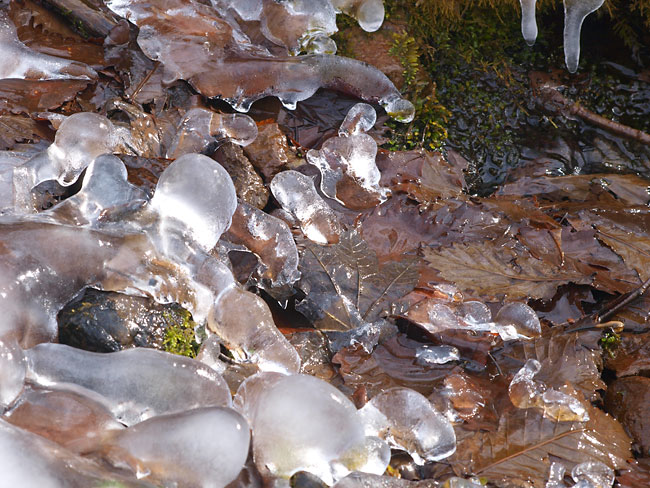 落ち葉の上の氷（E-3　70-300）