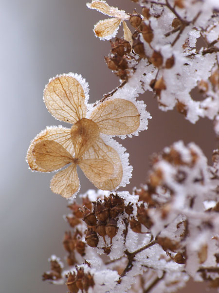 枯れ花についた霧氷（E-3　70-300）
