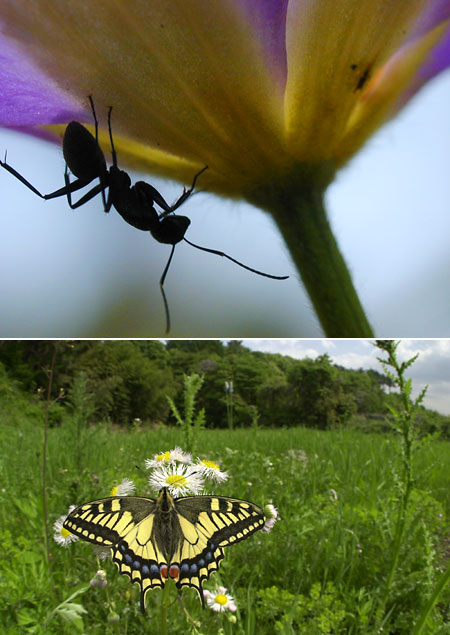 デジタルカメラとポジ