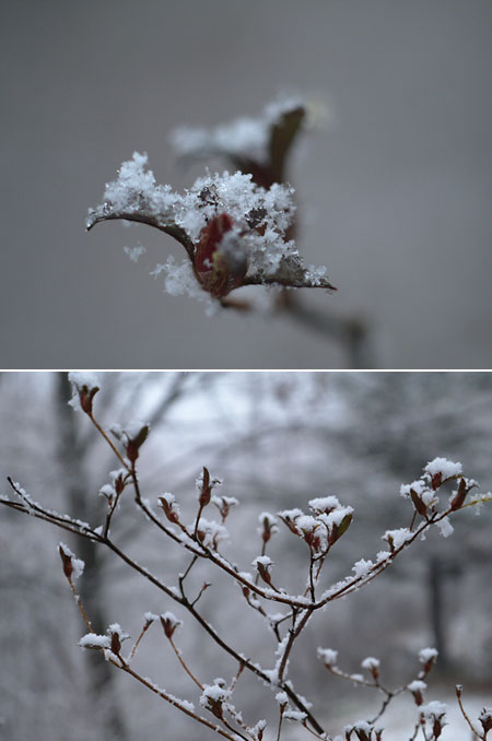 アトリエの雪（DMC-L10）