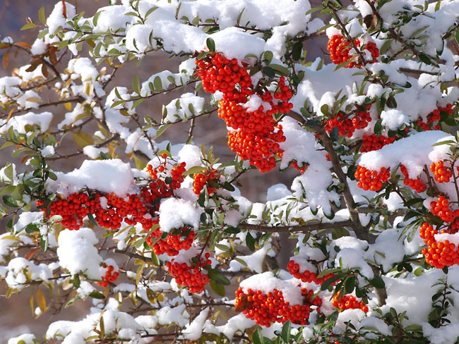 雪の中のピラカンサ