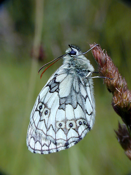 シロジャノメ（C-2000Z）