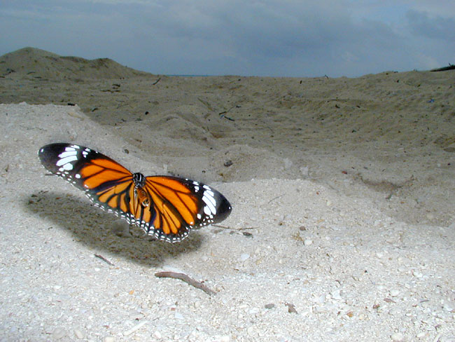 スジグロカバマダラ（C-2000Z）