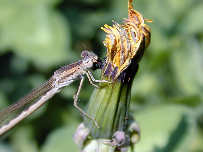 オツネントンボ（coolpix950）